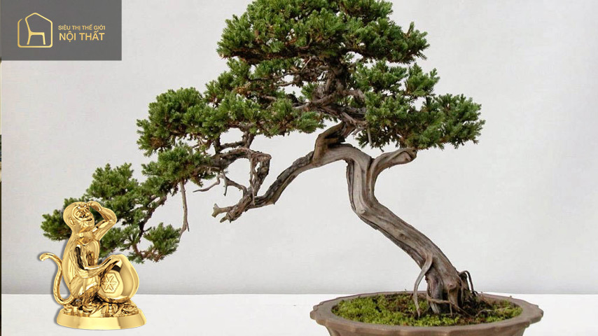 Gia chủ tuổi Thân – Cây Tùng Bồng Lai