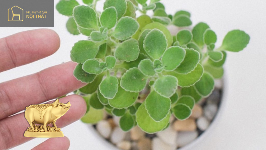 Gia chủ tuổi Hợi – Cây Nhất Mạt Hương