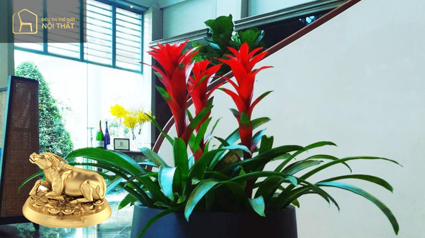 Gia chủ tuổi Sửu - Cây Phong Lộc Hoa