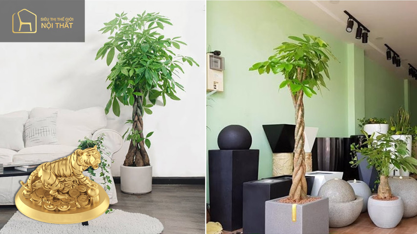 Gia chủ tuổi Dần – Cây Ngũ Gia Bì