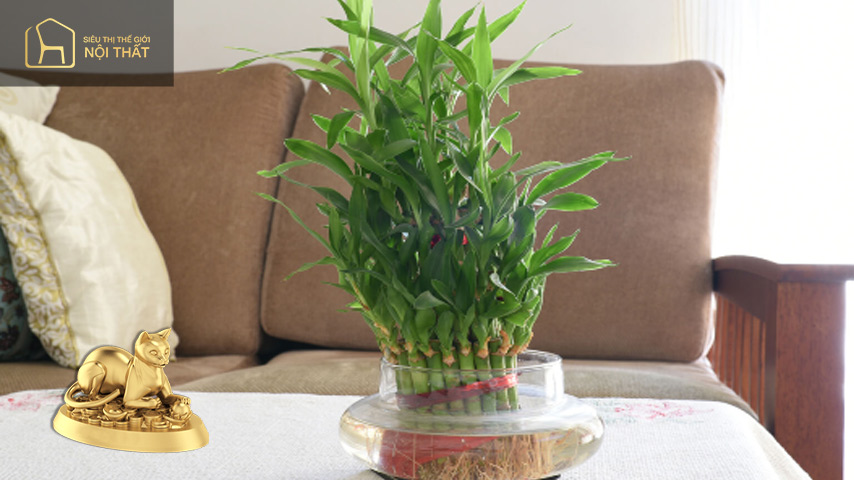 Gia chủ tuổi Mão – Cây Phát Lộc