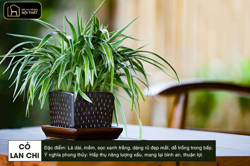 hoa trang trí phòng bếp