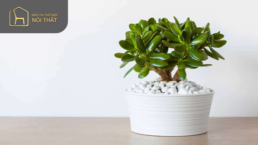 Cây ngọc ngân giúp điều hòa không khí đem đến sự trong lành mát mẻ cho phòng làm việc