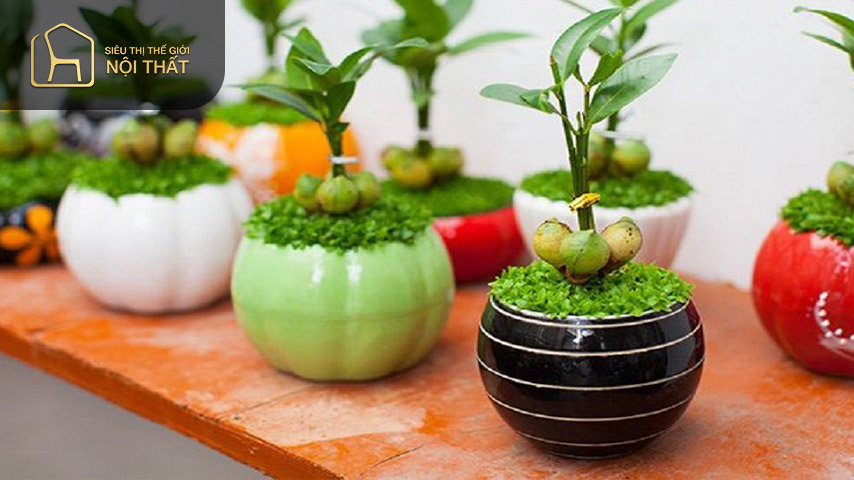 Cây tài lộc có ý nghĩa đem đến tài lộc và vận may cho gia chủ