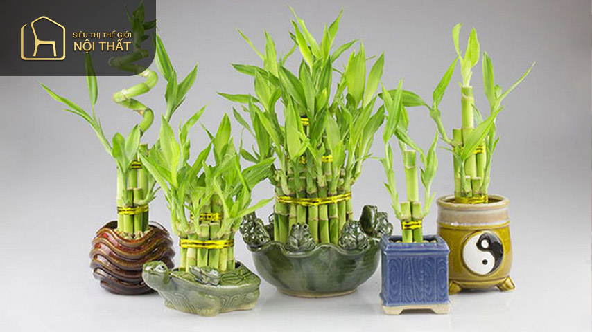 Cây phát lộc có ý nghĩa đem đến vận may giúp gia chủ thăng tiến trong công việc