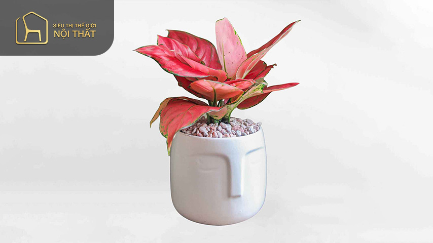 Cây vạn lộc trưng trong phòng làm việc tại nhà có ý nghĩa đem đến nhiều điều may mắn