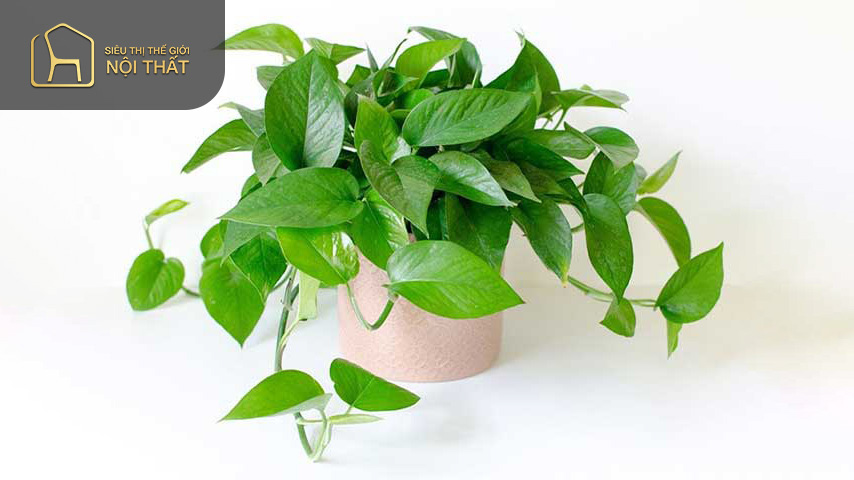 Cây trầu bà có ý nghĩa tượng trưng cho công việc thuận lợi may mắn