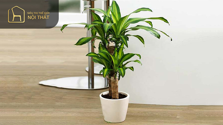 Cây thiết mộc lan tượng trưng cho may mắn tài lộc