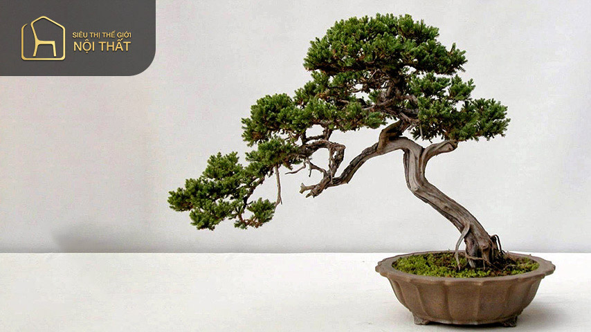 Cây tùng bồng lai có ý nghĩa đem đến sức khỏe và tài lộc cho gia chủ