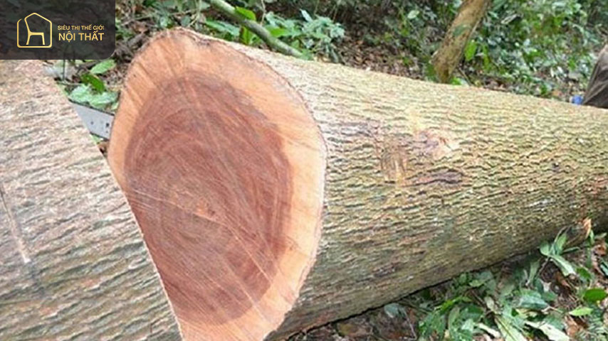 Bản thân xoan đào đã rắn chắc có đường vân đẹp
