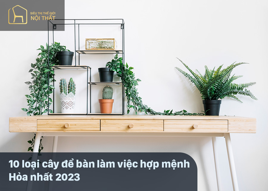 10 loại cây để bàn làm việc hợp mệnh Hỏa nhất 2023