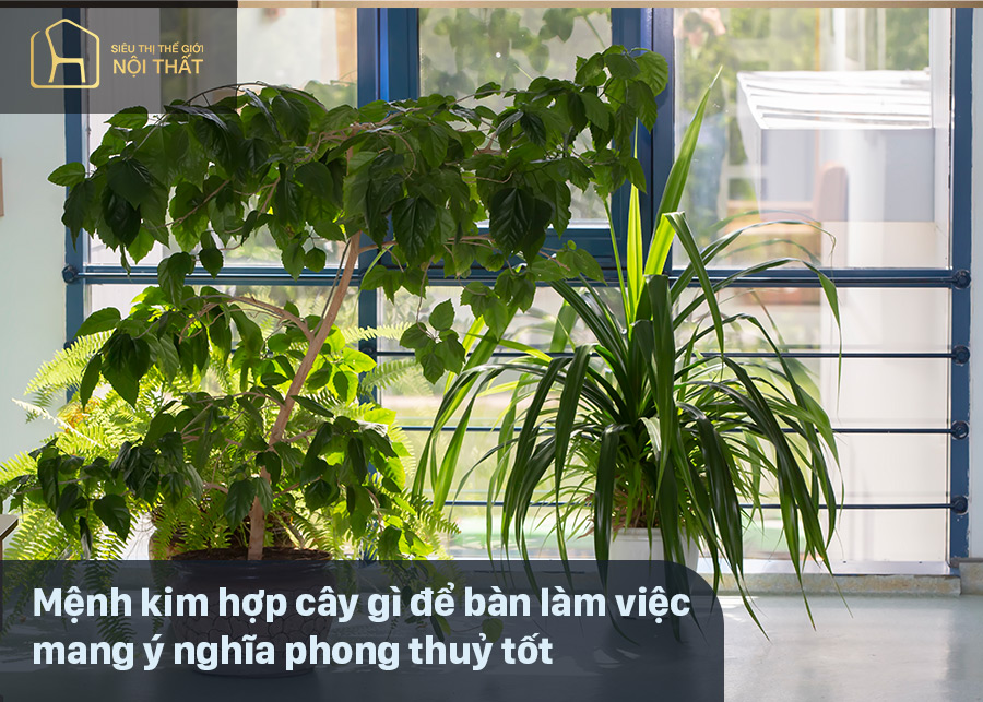 Mệnh kim hợp cây gì để bàn làm việc mang ý nghĩa phong thuỷ tốt