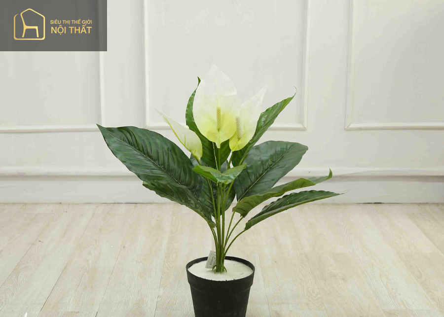 Cây Lan Ý là cây phong thủy của người mệnh Kim Cây Lan Ý là cây phong thủy của người mệnh Kim