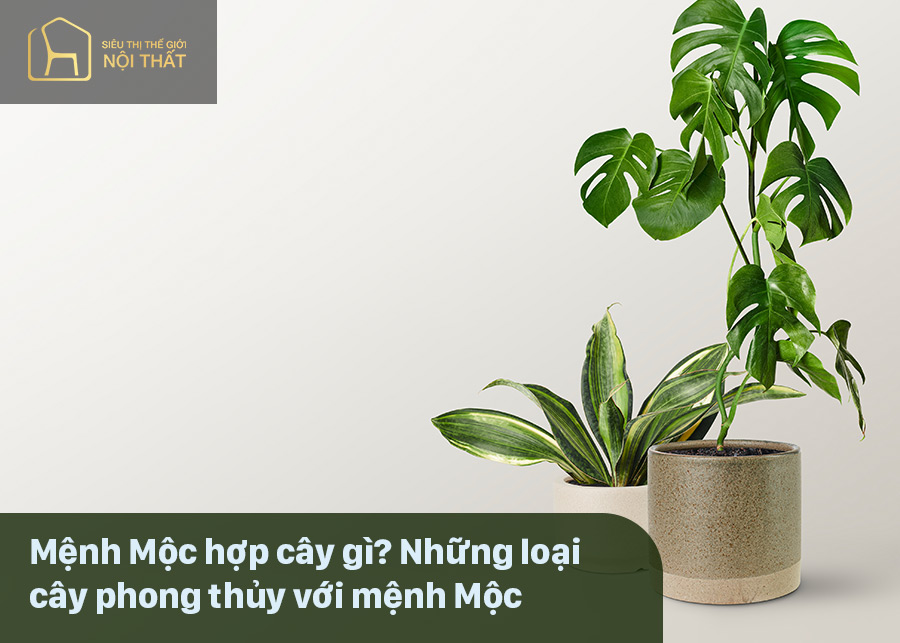 Mệnh Mộc hợp cây gì? Những loại cây phong thủy với mệnh Mộc