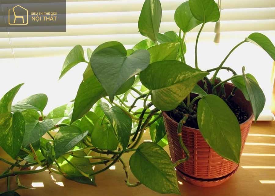 Trầu bà phong thuỷ đem lại may mắn cho người mệnh Mộc Trầu bà phong thuỷ đem lại may mắn cho người mệnh Mộc
