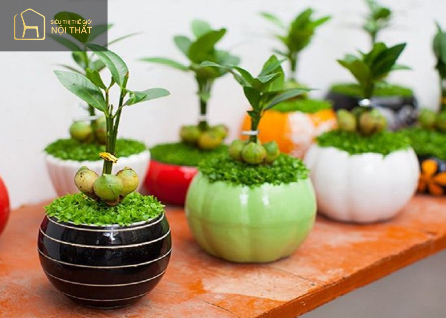 Cây tài lộc giúp người mệnh Mộc sống sung túc Cây tài lộc giúp người mệnh Mộc sống sung túc