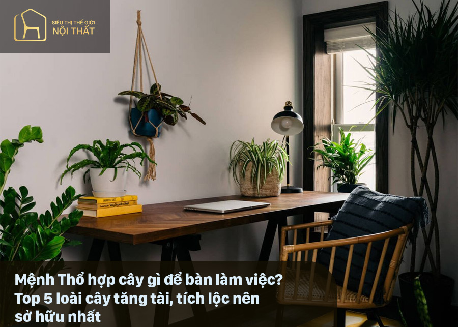 Mệnh Thổ hợp cây gì để bàn làm việc? Top 5 loài cây tăng tài, tích lộc nên sở hữu nhất