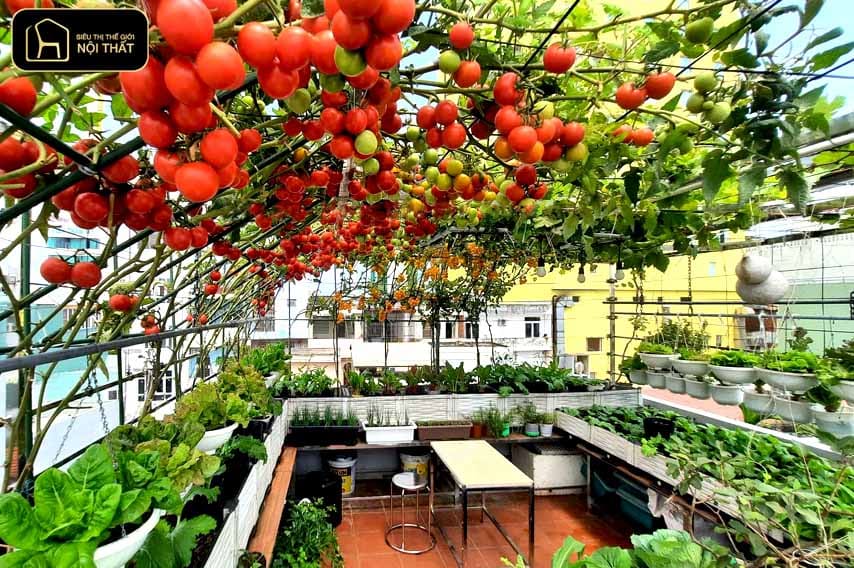 vườn trên sân thượng nhỏ