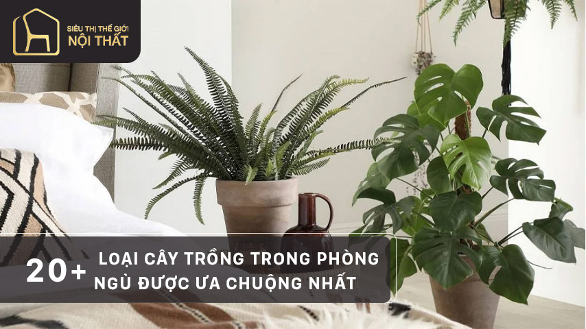 20+ Loại cây trồng trong phòng ngủ được ưa chuộng nhất