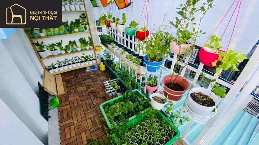 Phần ban công chung cư nhà bạn có thể được tận dụng để trồng rau sạch 