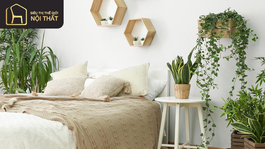 Có nên đặt cây trồng trong phòng ngủ hay không? Có nên đặt cây trồng trong phòng ngủ hay không?