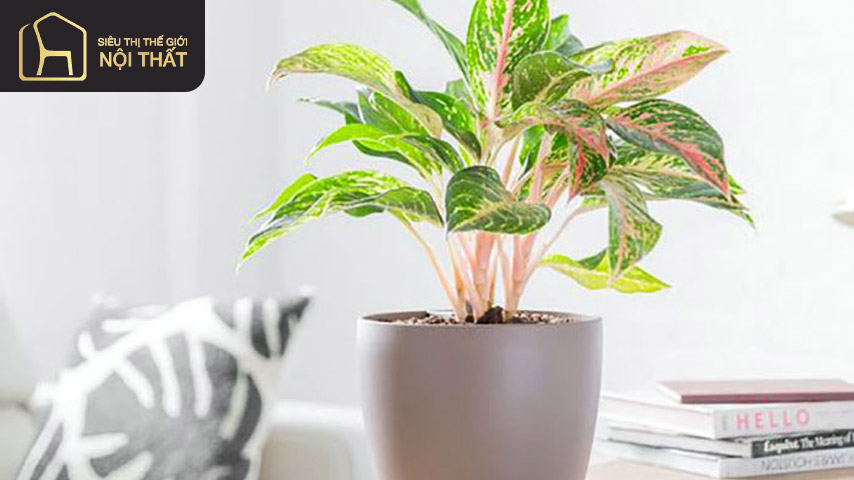 Cây phú quý vừa có ý nghĩa về mặt phong thủy vừa có lợi cho sức khỏe gia chủ Cây phú quý vừa có ý nghĩa về mặt phong thủy vừa có lợi cho sức khỏe gia chủ