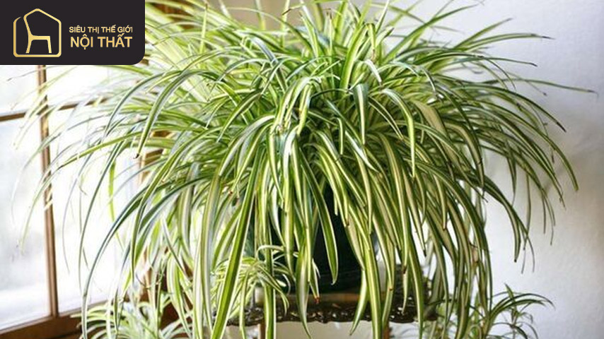 Cây dây nhện là loại cây trồng trong phòng ngủ vô cùng thích hợp bởi khả năng làm sạch không khí và chuyển hóa tốt các khí độc hại Cây dây nhện là loại cây trồng trong phòng ngủ vô cùng thích hợp bởi khả năng làm sạch không khí và chuyển hóa tốt các khí độc hại