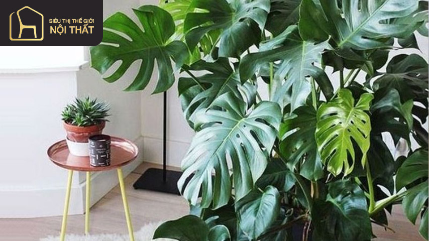 Trầu bà lỗ là loại cây trồng trong phòng ngu với hình dáng bắt mắt và chức năng nổi bật Trầu bà lỗ là loại cây trồng trong phòng ngu với hình dáng bắt mắt và chức năng nổi bật