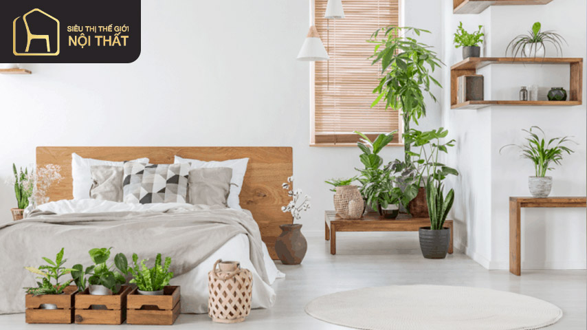 Cây vạn niên thanh cũng là sự lựa chọn hợp lý nếu muốn trồng cây trong phòng ngủ Cây vạn niên thanh cũng là sự lựa chọn hợp lý nếu muốn trồng cây trong phòng ngủ