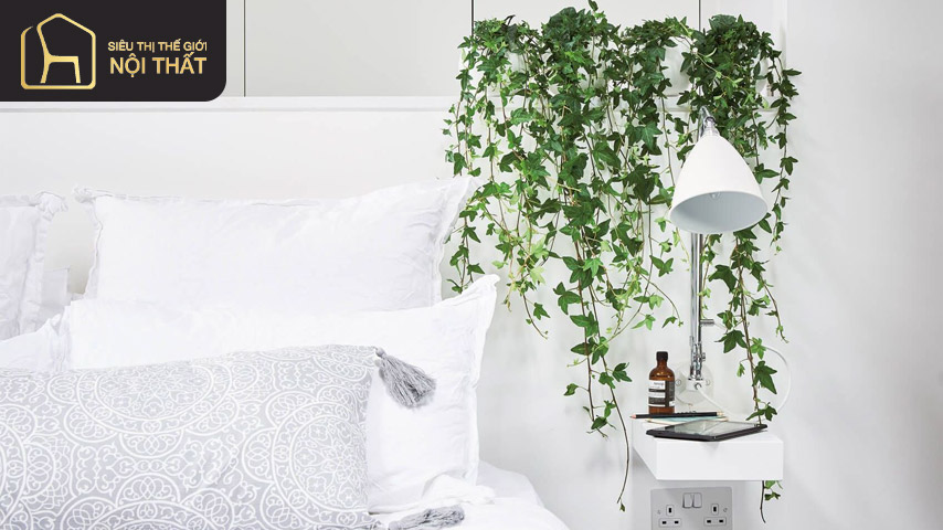 Cây thường xuân vừa lọc khí vừa hấp thụ và loại bỏ khí tự nhiên rất hiệu quả Cây thường xuân vừa lọc khí vừa hấp thụ và loại bỏ khí tự nhiên rất hiệu quả