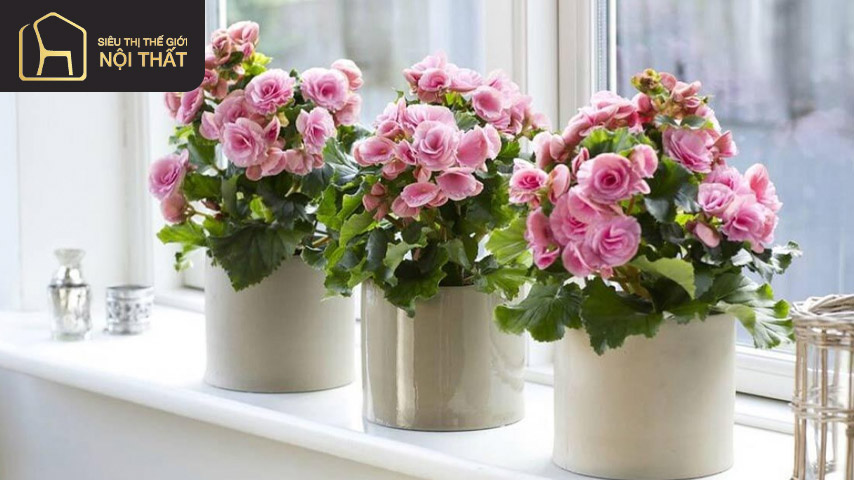 Cây thu hải đường trường sinh là loại cây hàng đầu nên trồng trong phòng ngủ Cây thu hải đường trường sinh là loại cây hàng đầu nên trồng trong phòng ngủ
