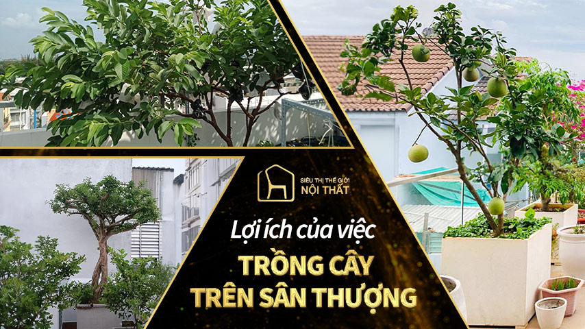Trồng cây trên sân thượng