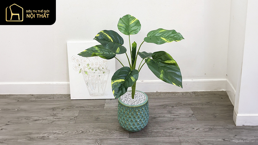 Cây cảnh trong nhà