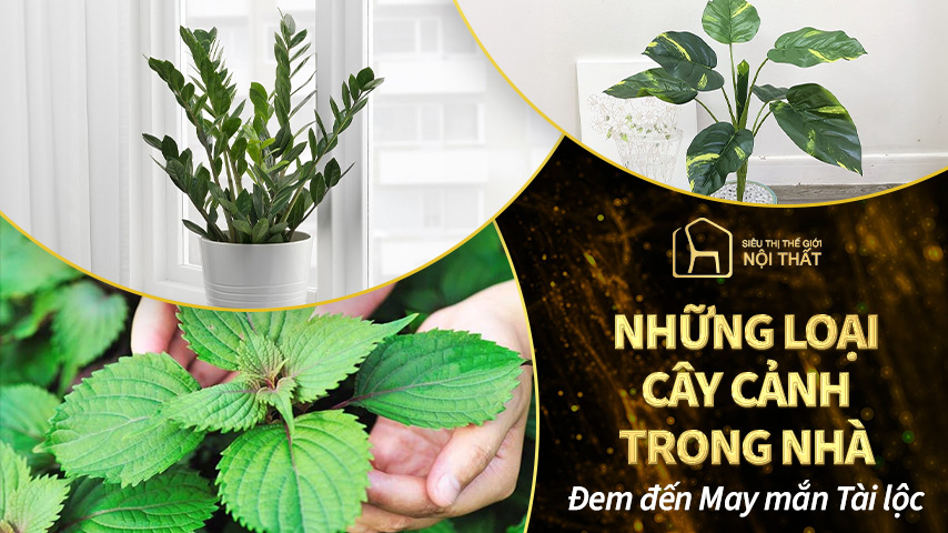 Cây cảnh trong nhà