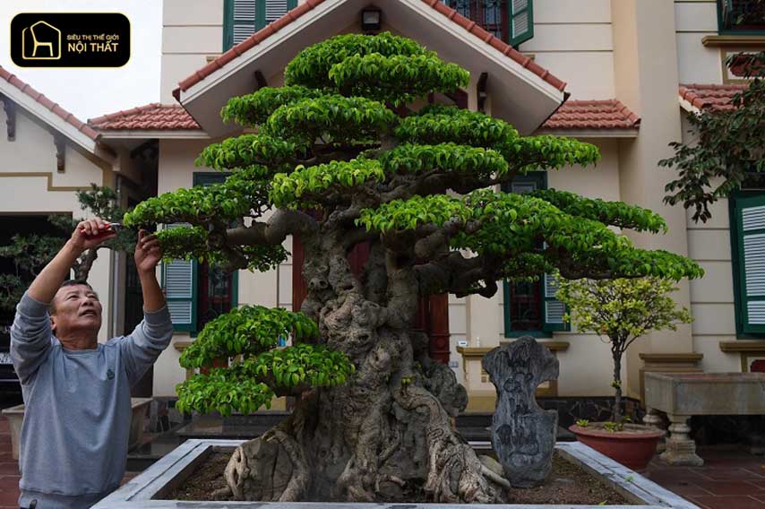 7 cây mang âm khí và cách hóa giải