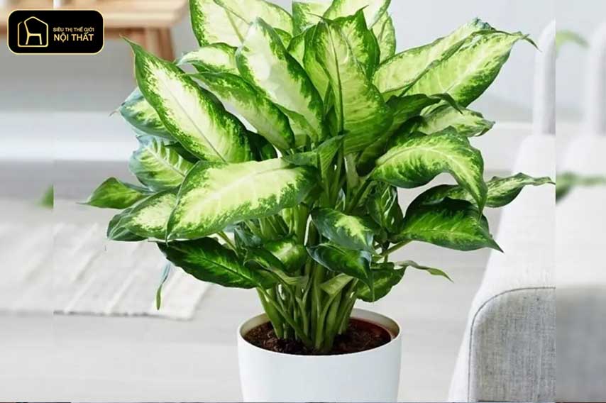 7 cây mang âm khí và cách hóa giải