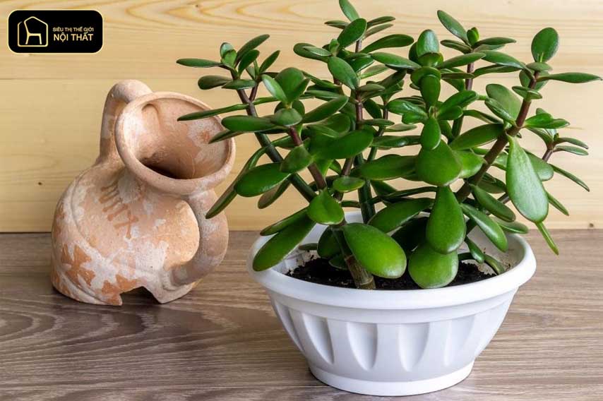 7 cây mang âm khí và cách hóa giải