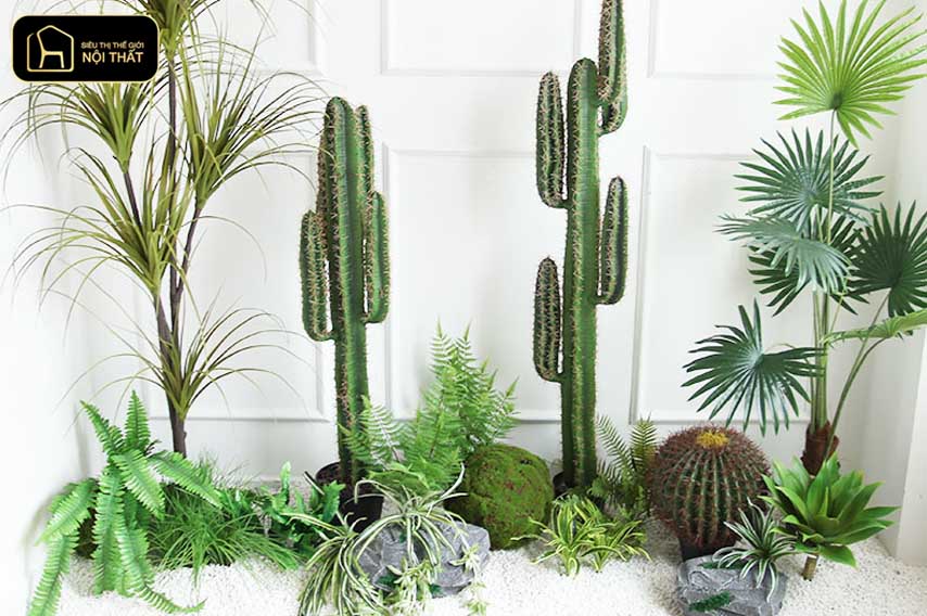7 cây mang âm khí và cách hóa giải