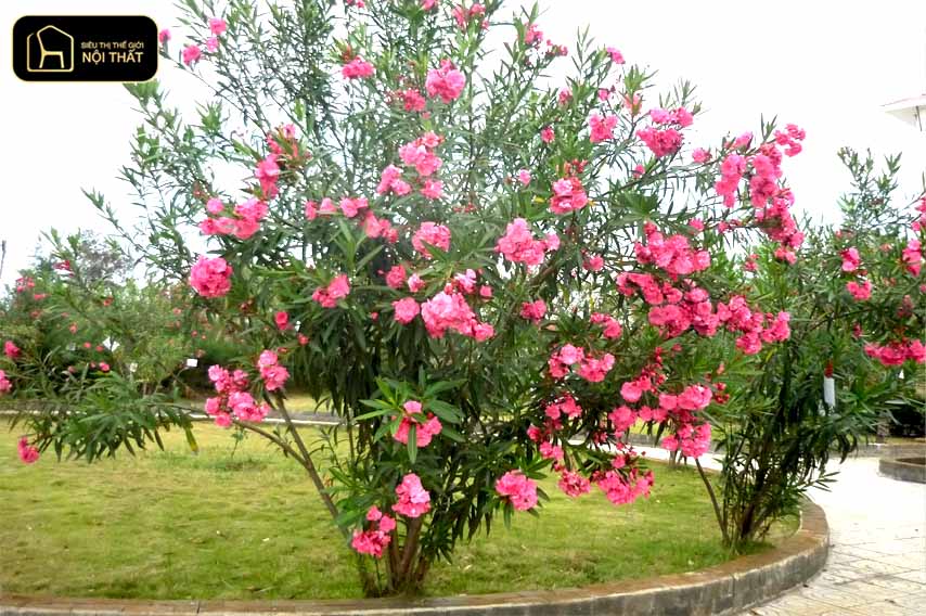 7 cây mang âm khí và cách hóa giải