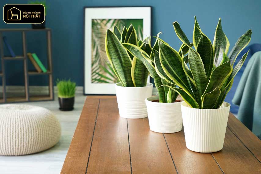 7 cây mang âm khí và cách hóa giải