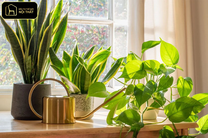 Decor cây xanh trong nhà - Mỗi loại cây có nhu cầu ánh sáng khác nhau.