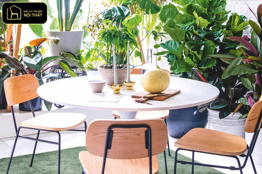 Decor cây xanh trong nhà - Chọn đúng chậu cây không chỉ giúp cây phát triển khỏe mạnh mà còn góp phần hoàn thiện thẩm mỹ tổng thể của không gian sống.