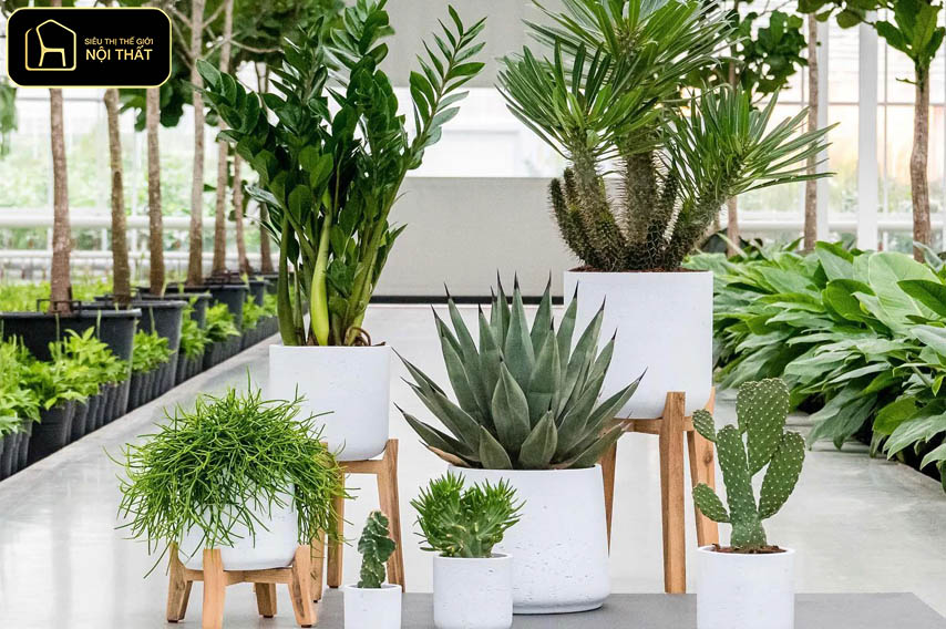 Decor cây xanh trong nhà - Bạn nên cân nhắc đồng thời vị trí đặt cây, đặc điểm của cây trồng và chất liệu chậu để đạt hiệu quả sử dụng lâu dài.