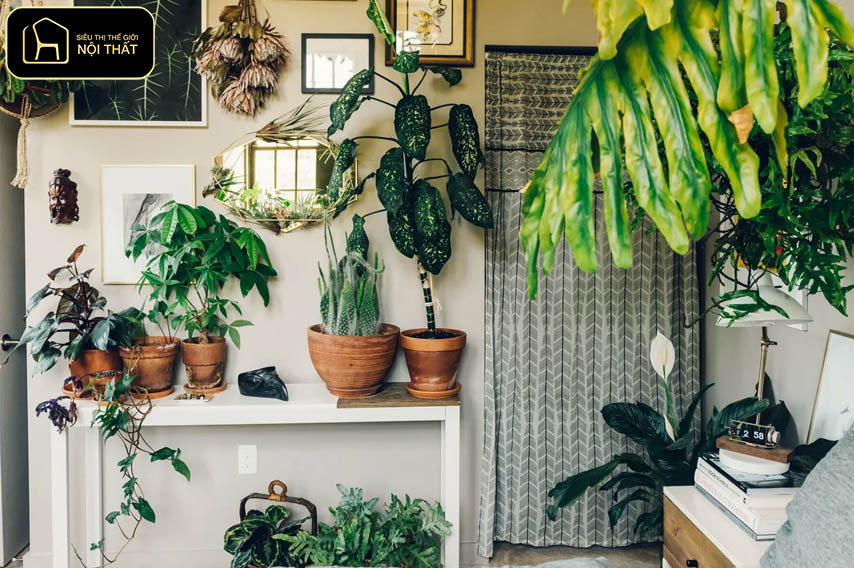 Decor cây xanh trong nhà - Trang trí góc phòng và kệ cây