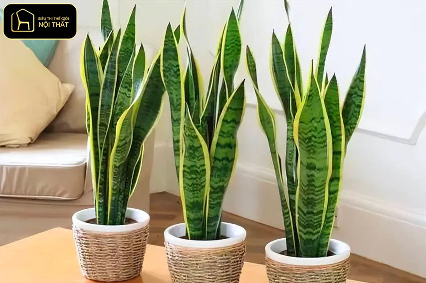 Decor cây xanh trong nhà - Cây Lưỡi Hổ lọc khí tốt, chịu hạn, phù hợp phòng khách và phòng ngủ.
