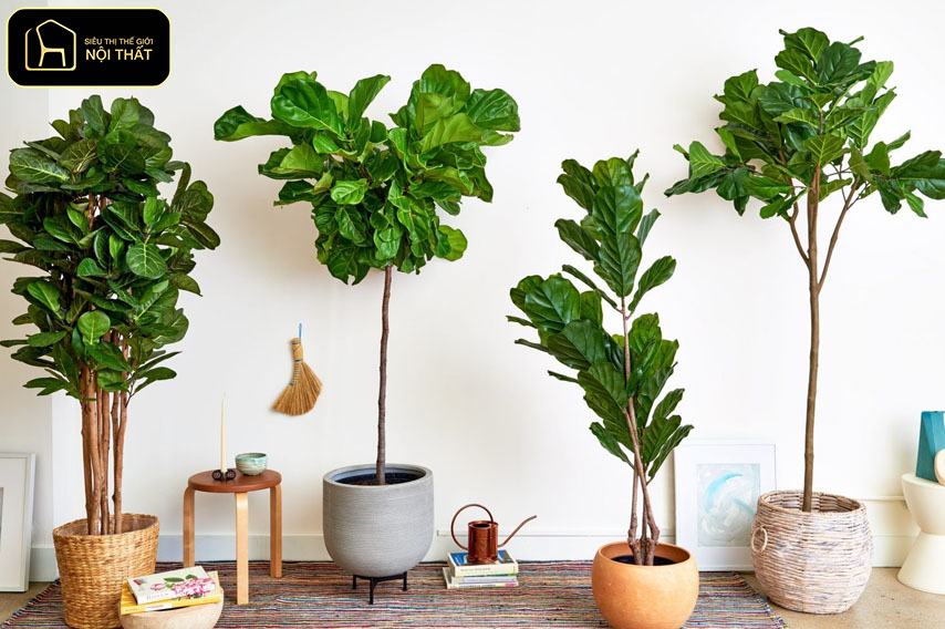 Decor cây xanh trong nhà - Bàng Singapore với lá to, dáng đẹp, phù hợp phòng khách hoặc sảnh lớn.